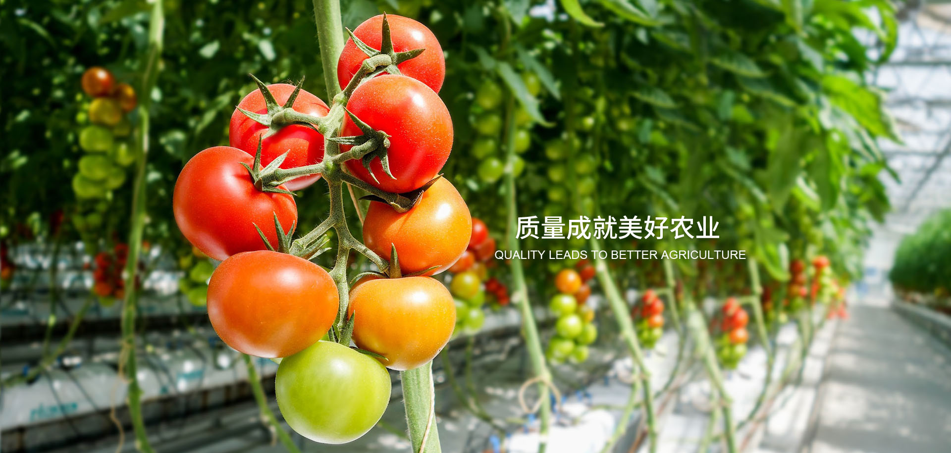 銀川綠洲生態(tài)農(nóng)業(yè)發(fā)展有限公司