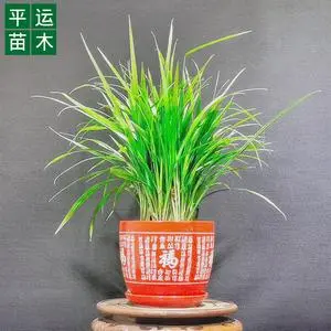 銀川綠洲生態(tài)花卉盆栽